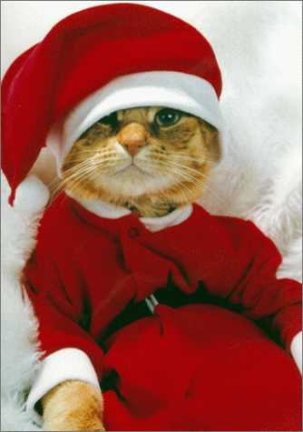 mooassanta.jpg